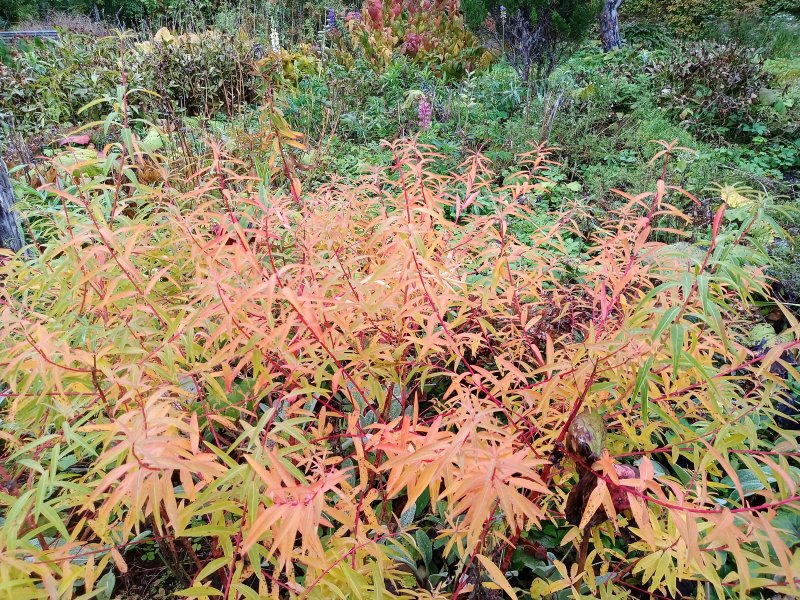 Euphorbia palustris 'Teichlaterne' Soo-piimalill